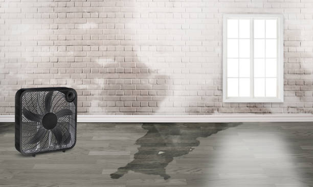 Best Carpet water damage restoration  in Orange Park, FL